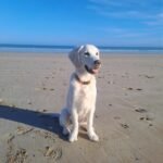 Paco, le chien de Pauline