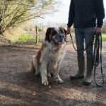 Youki, le saint-bernard de Tatiana