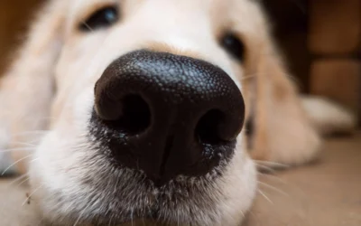 L&rsquo;olfaction