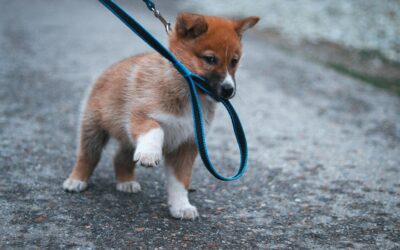 L’adoption d’un chiot